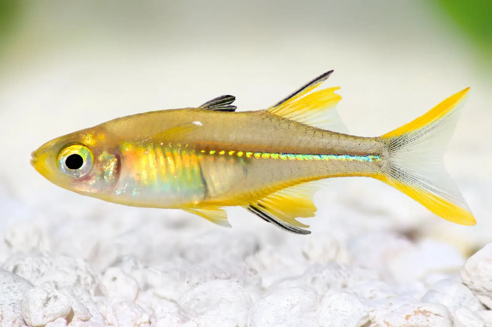 Celebes Sonnenstrahlfisch – Marosatherina ladigesi